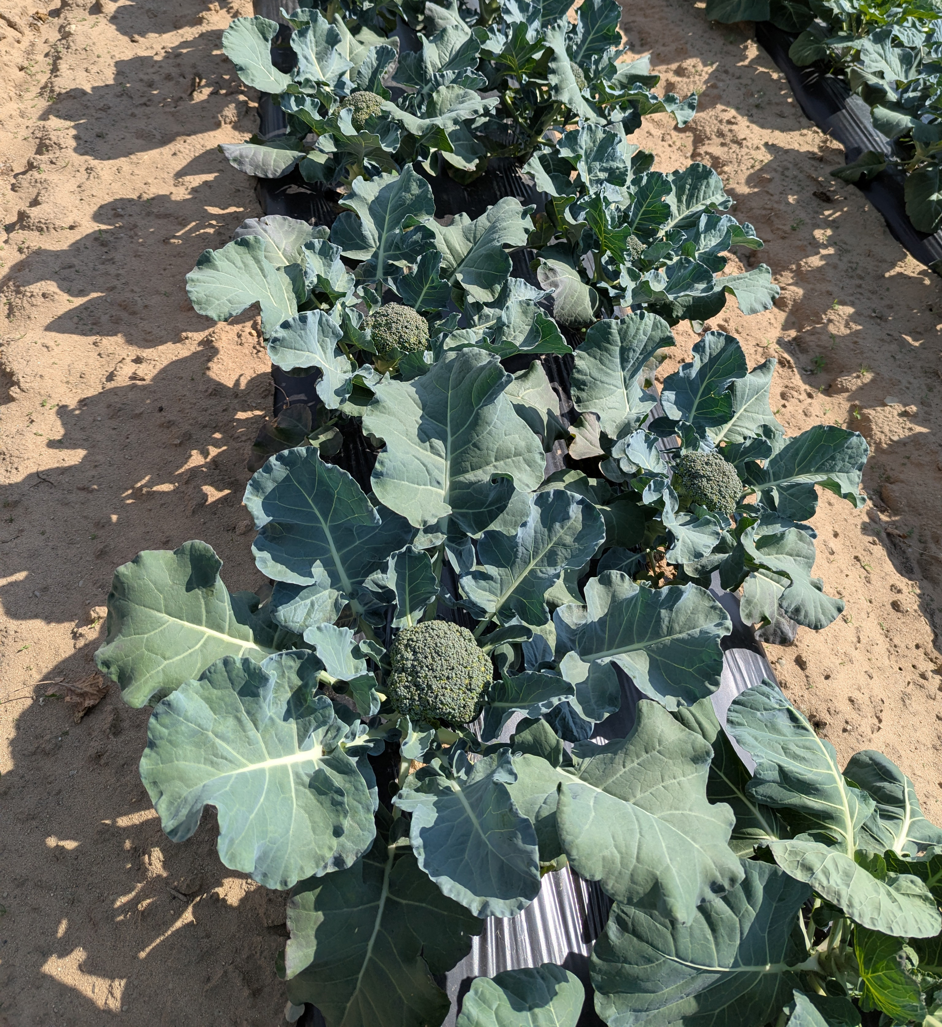 A row of castle dome broccoli growing in a field.
